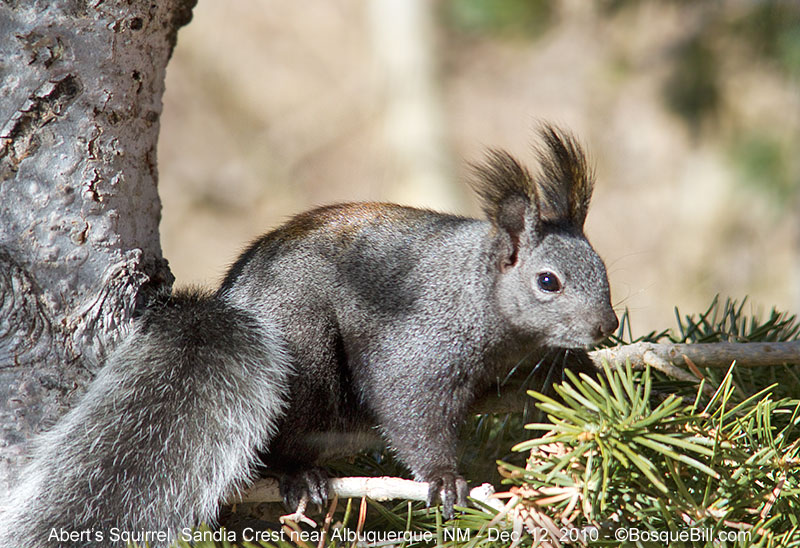Abert's Squirrel