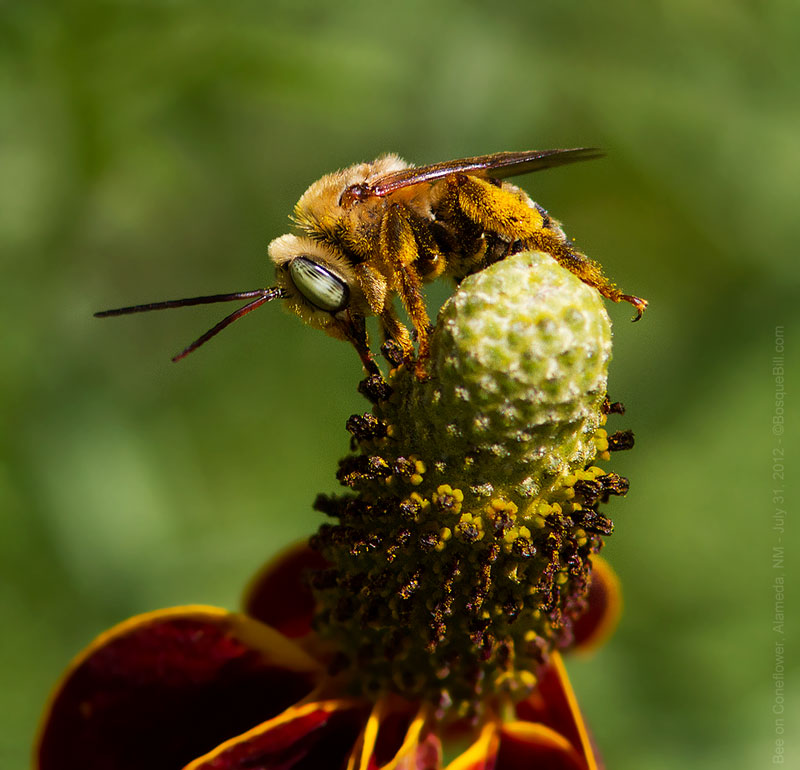 Bee on coneflower