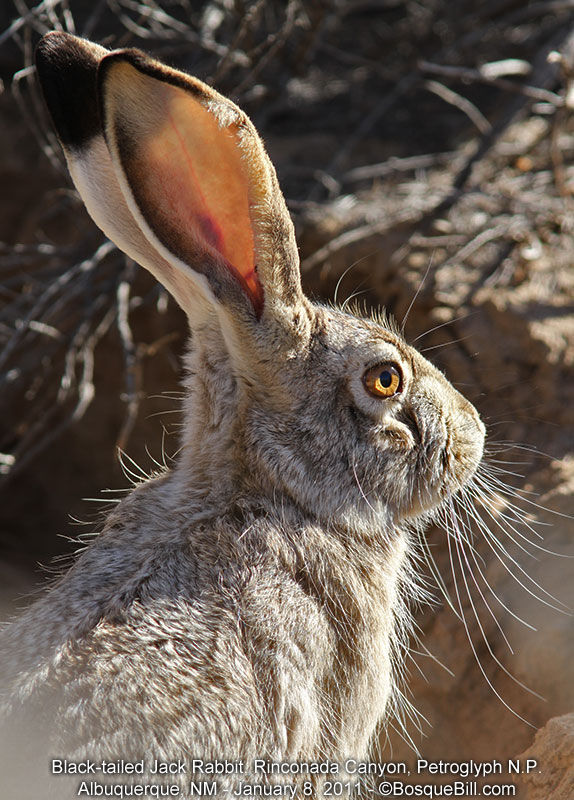 Jack Rabbit