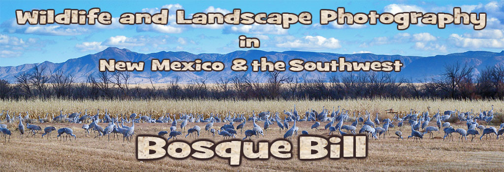 Bosque Bill's Backyard includes diverse natural areas for birding, biking, hiking, photography such as this lovely view of the Sandia Mountains from the Rio Grande Nature Center in Albuquerque.
