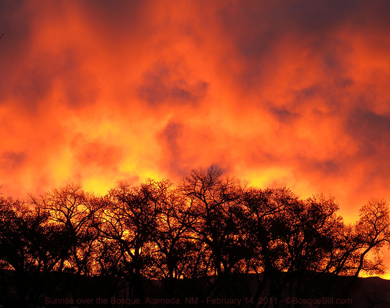 Bosque Sunrise