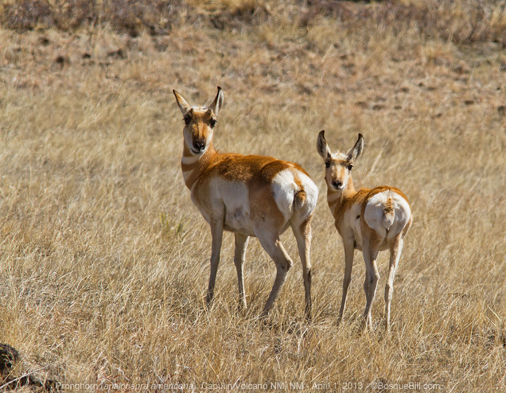 Pronghorn