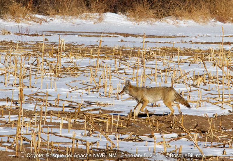 coyote