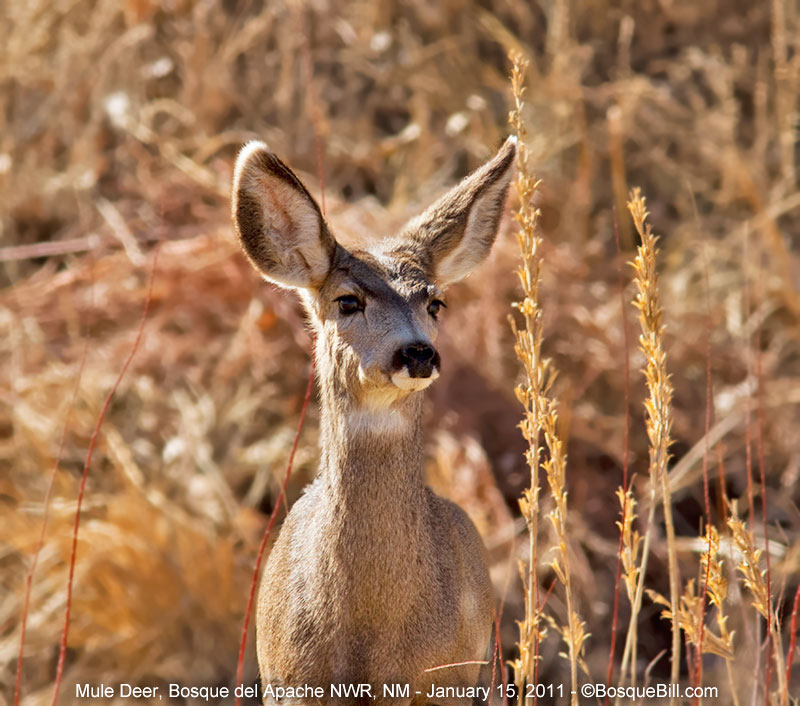 deer