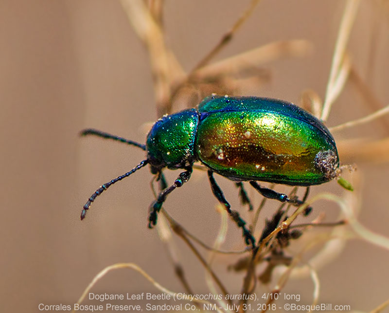 Dogbane Leaf Beetle