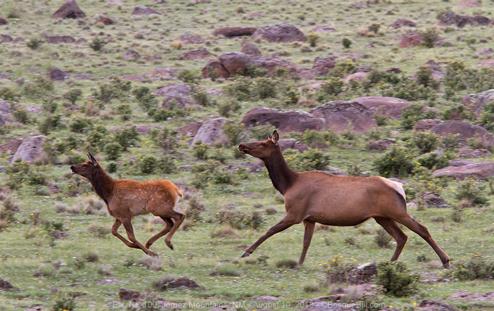 Elk Cow & Calf
