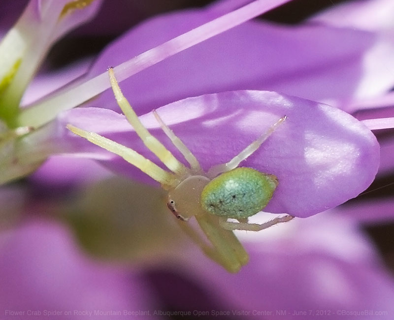 Flower Crab Spider