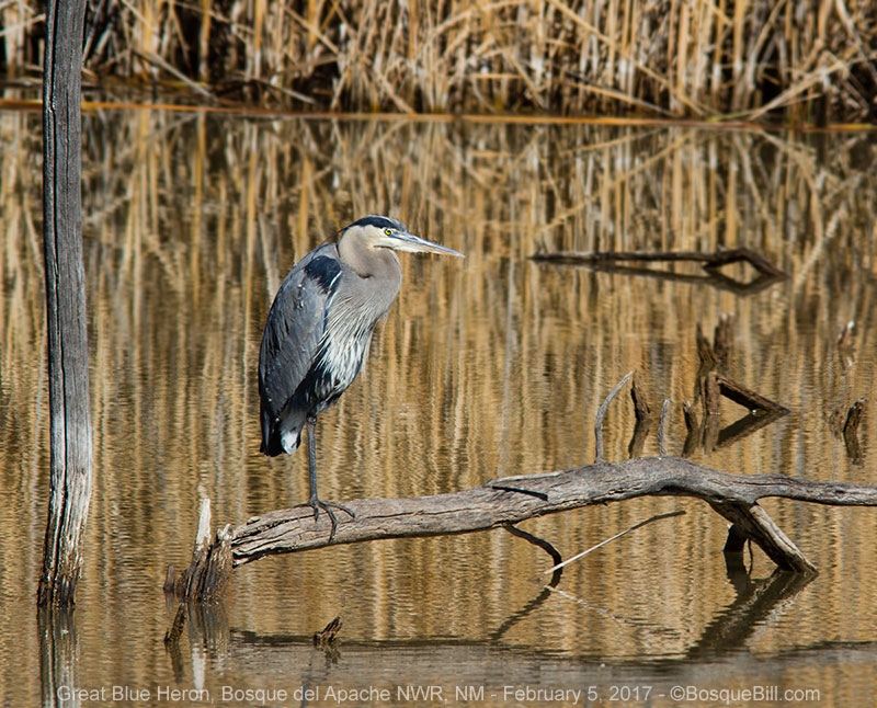 Great Blue Heron