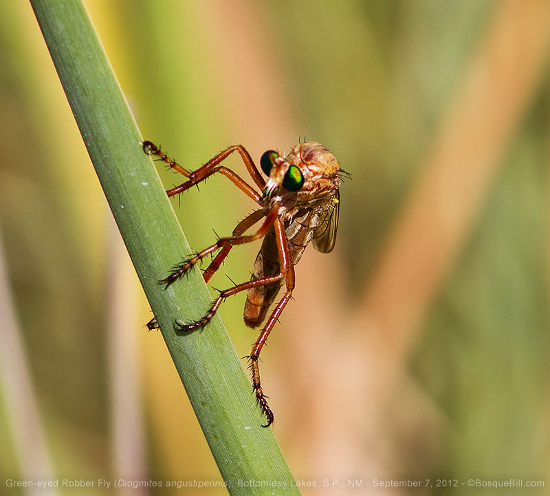 Green-eyed Robber Fly