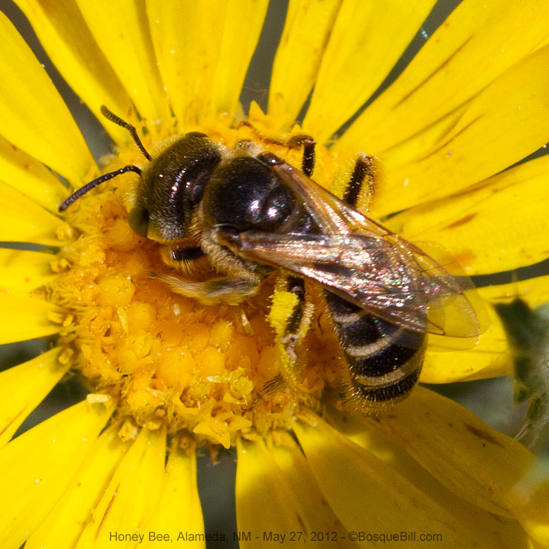 Honey Bee