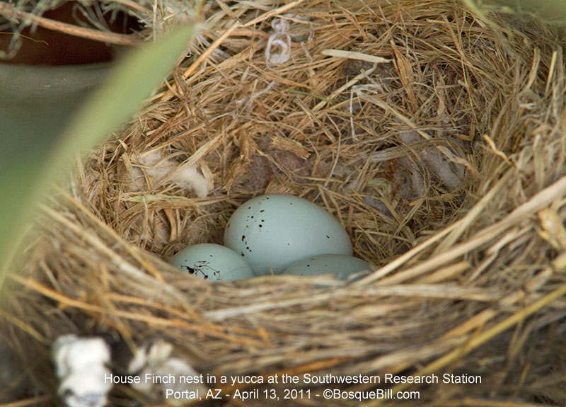 House Finch Nest