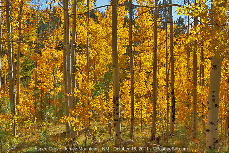 aspen grove