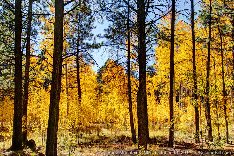 aspen backlit