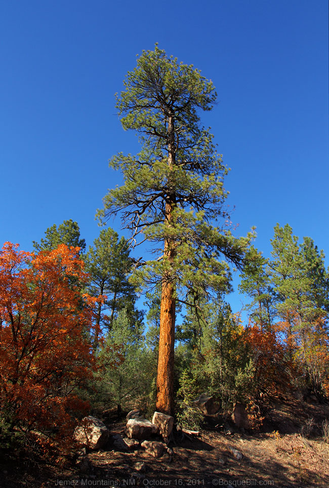 lone ponderosa
