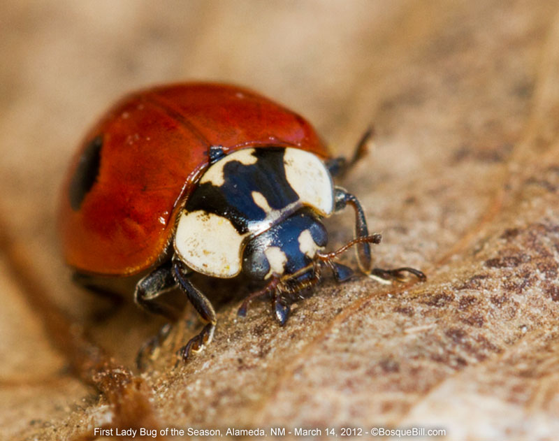 Lady Bug macro