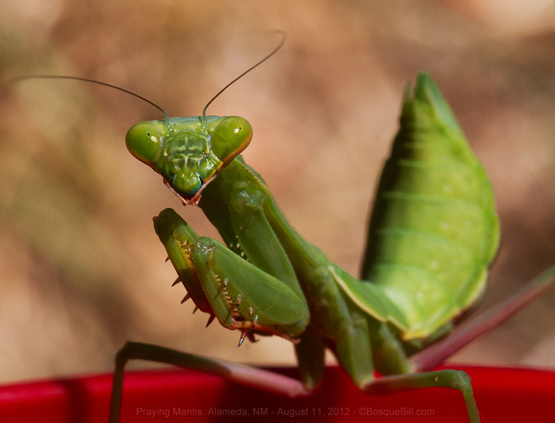 Praying Mantis