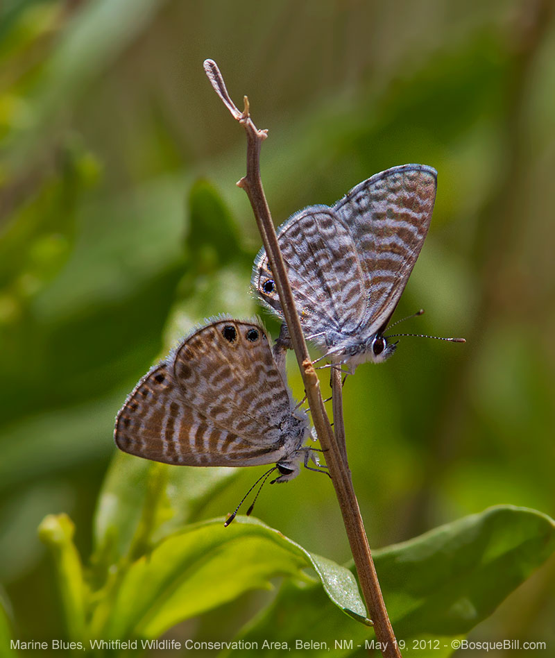Marine Blue butterflies