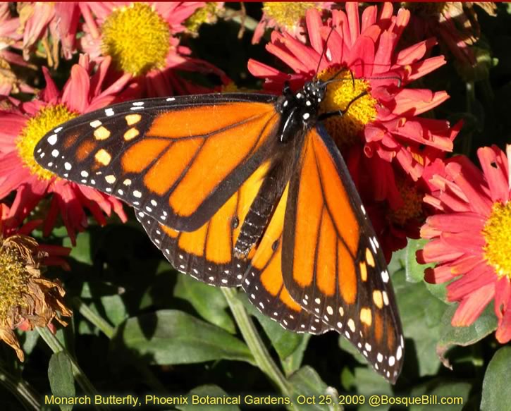 Phoenix Monarch