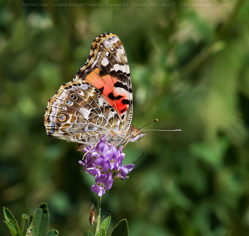 Painted Lady butterfly