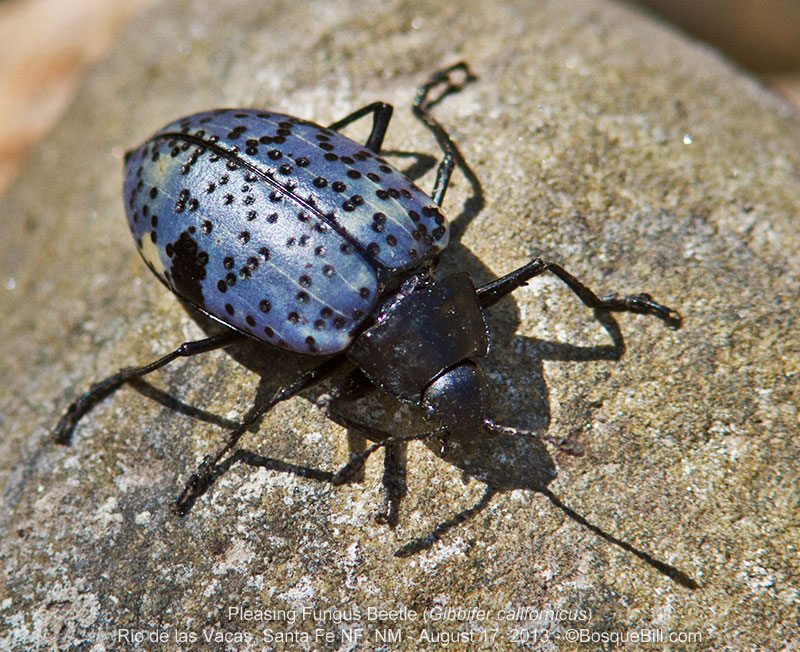 Pleasing Fungus Beetle
