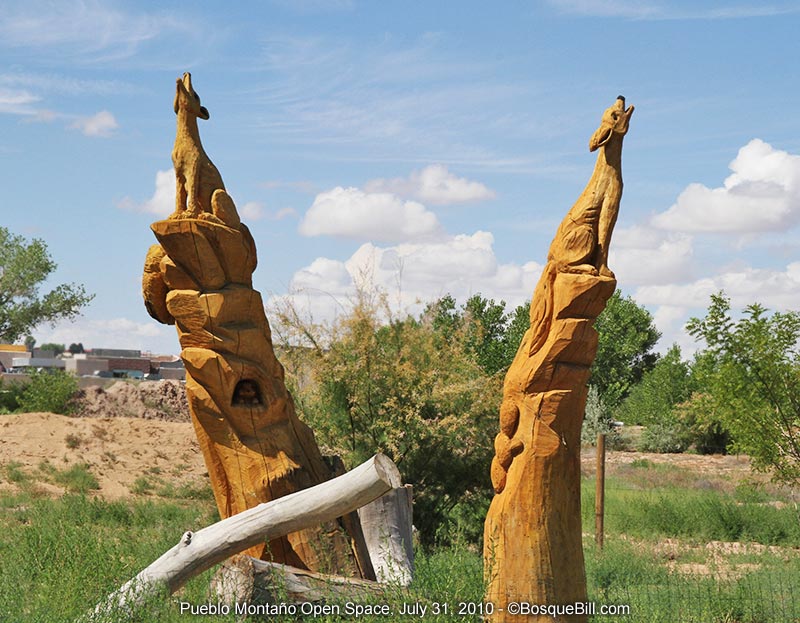 coyotes