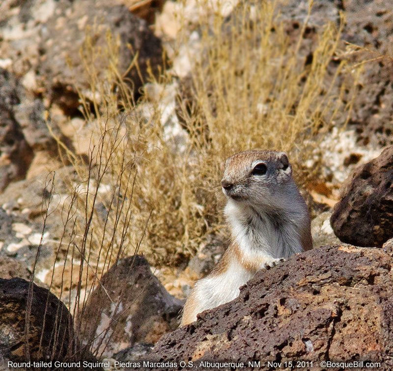 ground squirrel