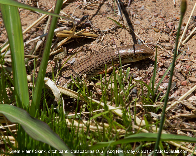 Skink