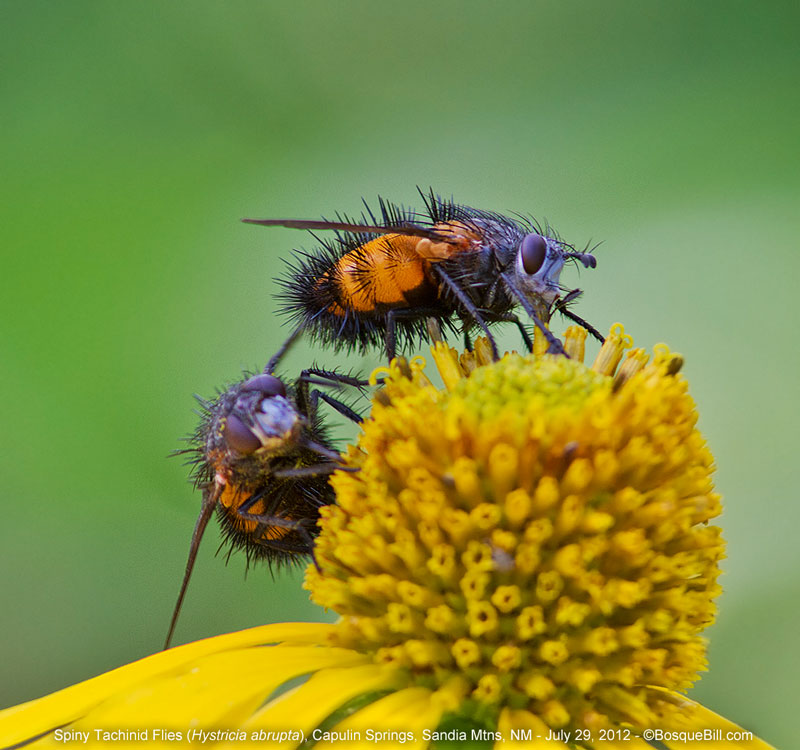 Tachinid Flies