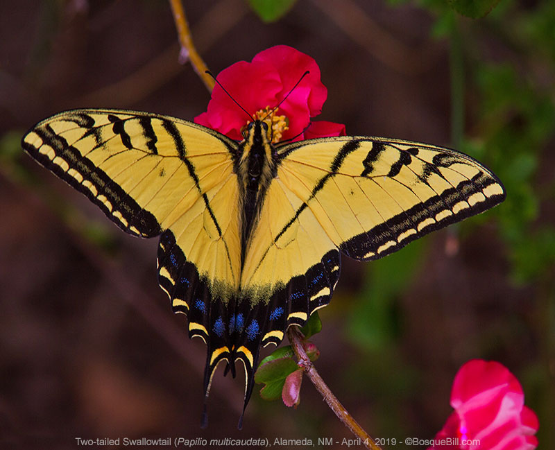 Two-tailed Swallowtail