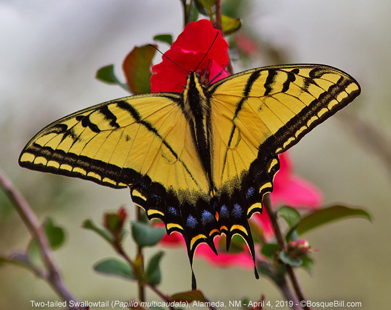 Two-tailed Swallowtail