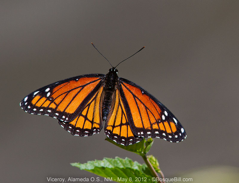 Viceroy