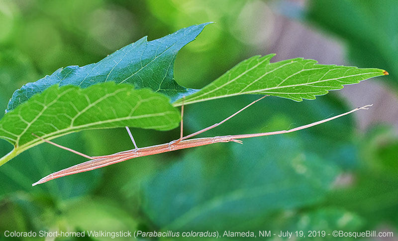 Walkingstick