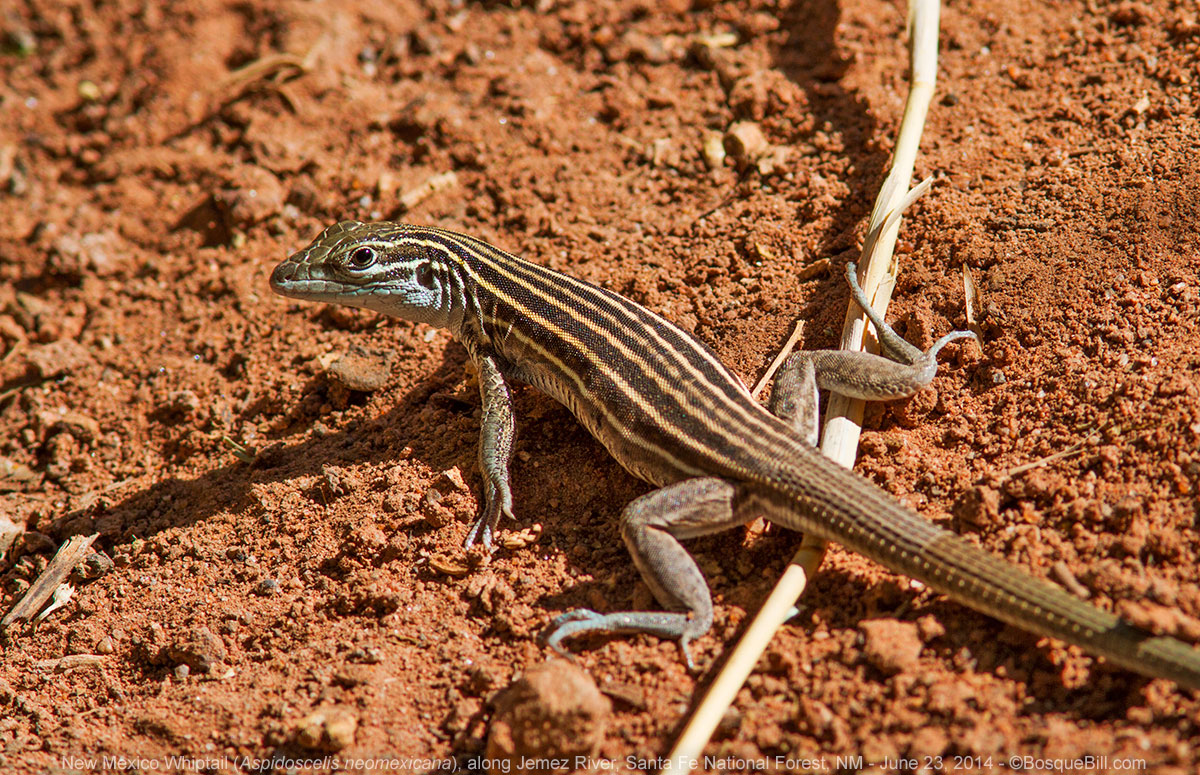 Whiptail Lizard