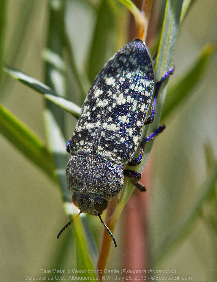 Blue Metallic Wood-boring Beetle