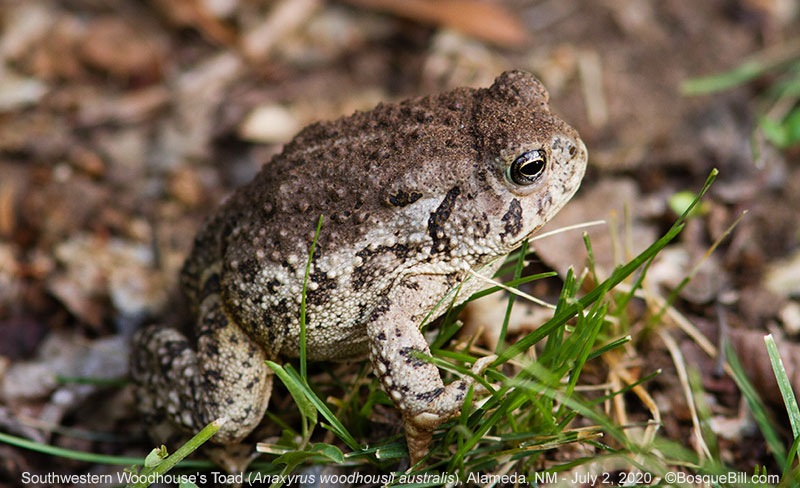 Woodhouse's Toad
