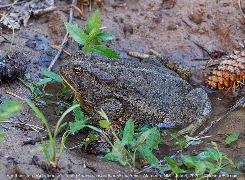 Woodhouse's Toad