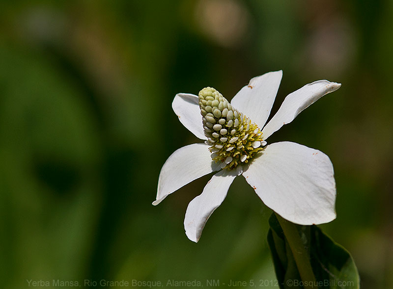 Yerba Mansa