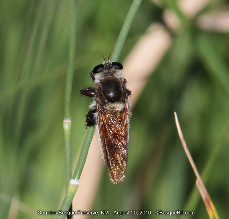 bee