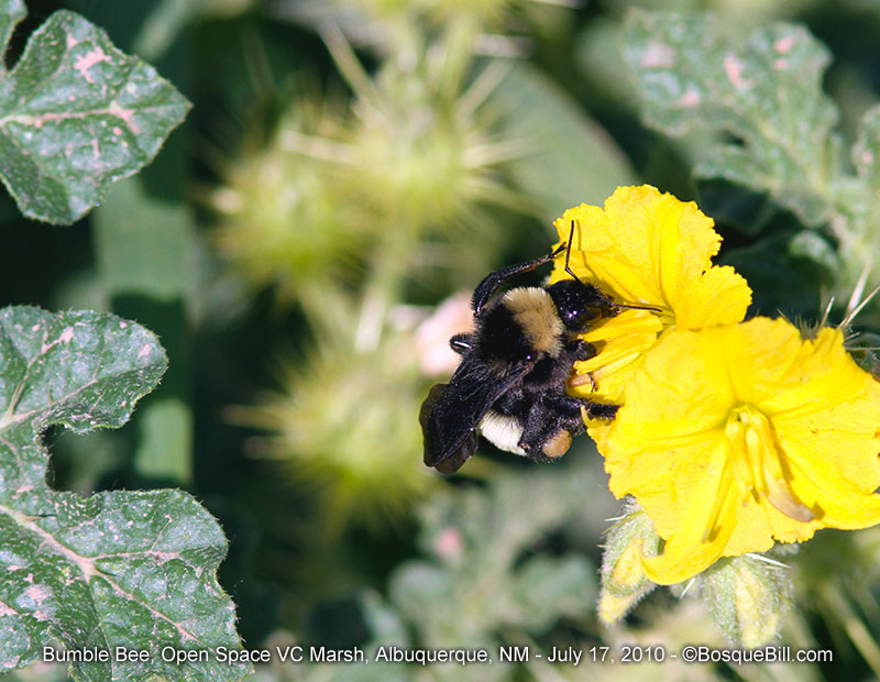 bumble bee