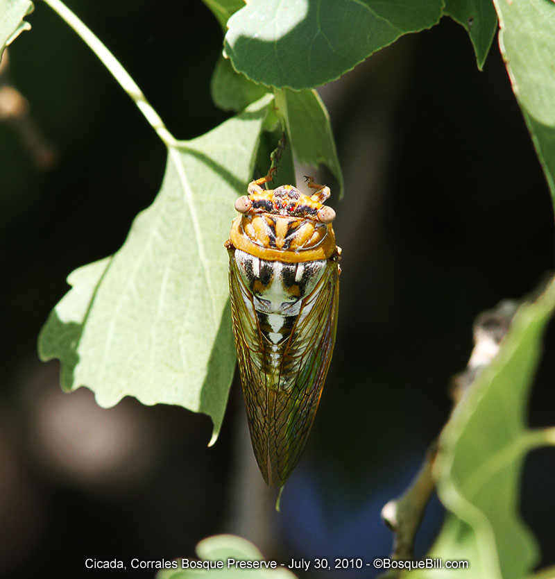 cicada