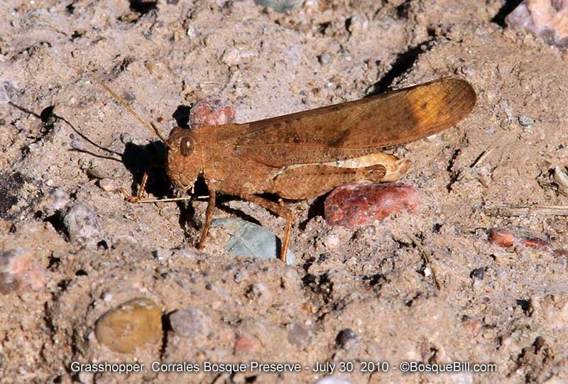 grasshopper