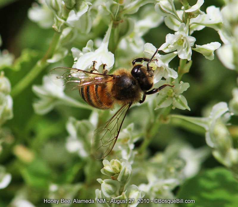 honey bee