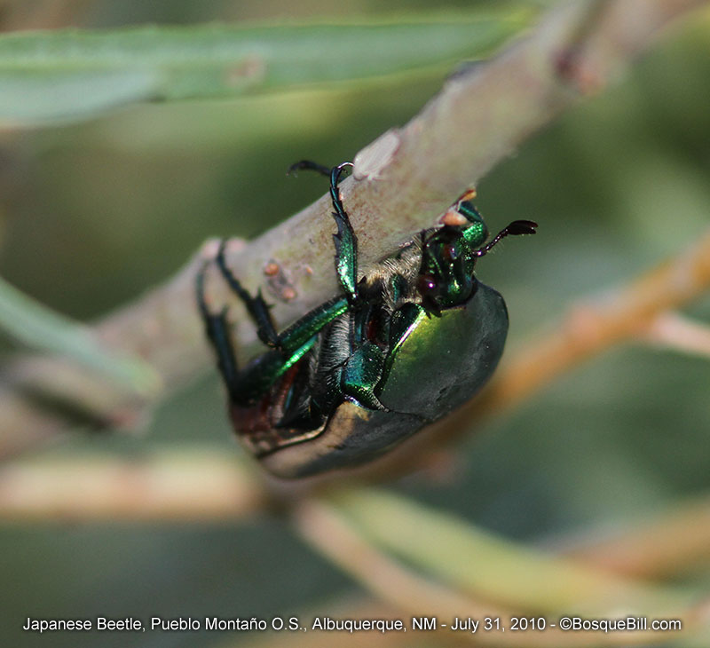 beetle