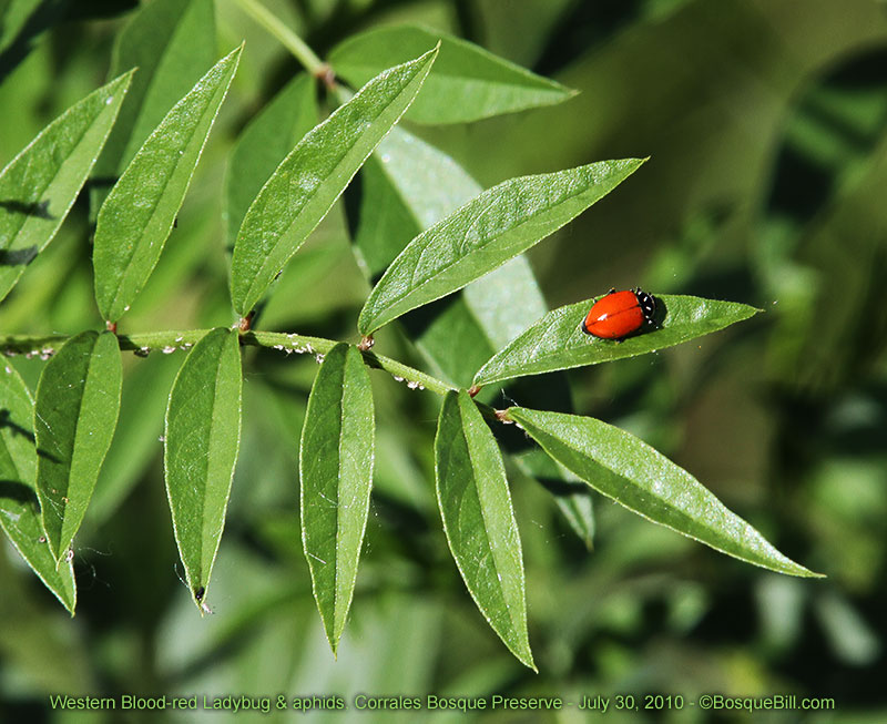ladybug