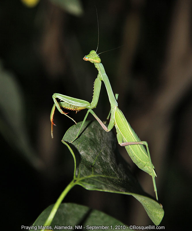praying mantis