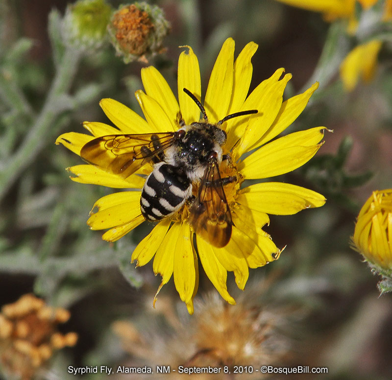 syrphid fly