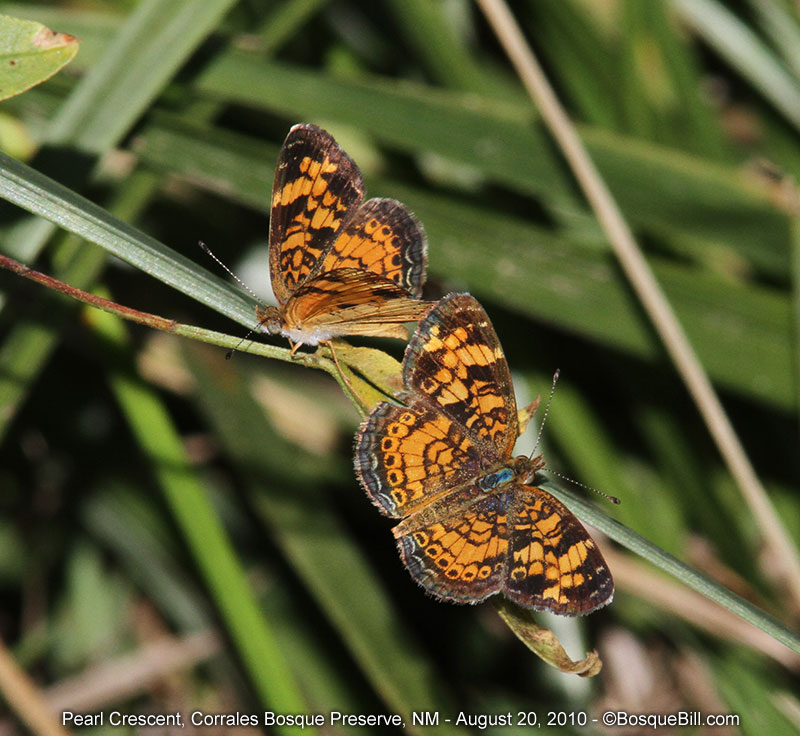 butterflies