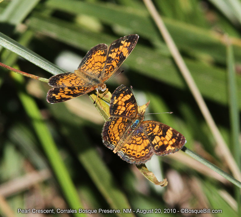 butterflies