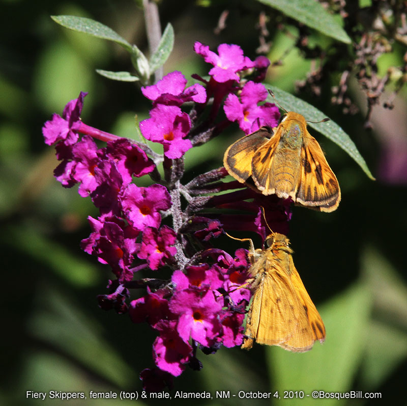 Fiery Skippers