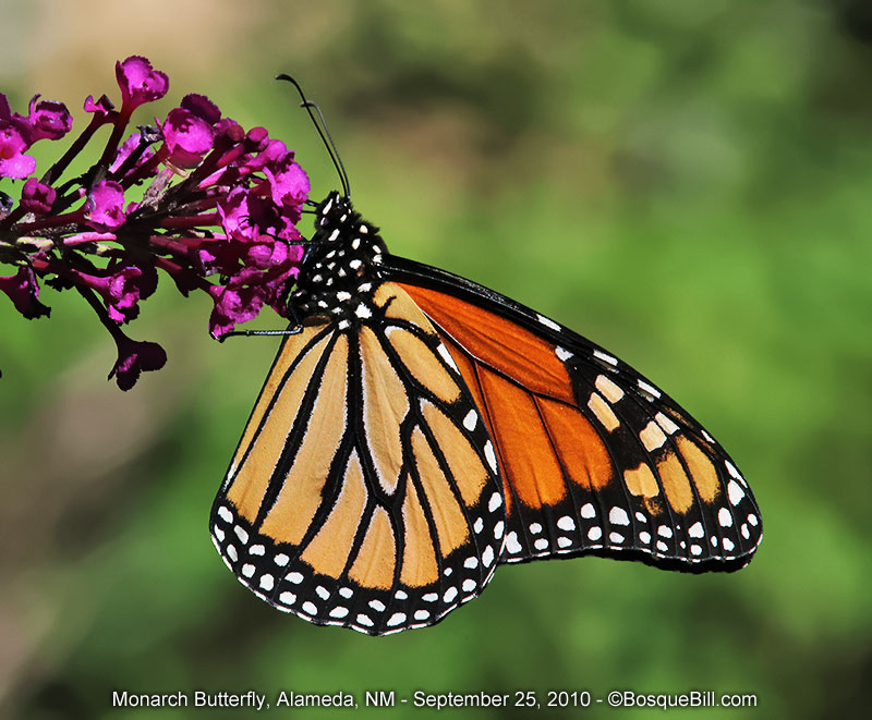 Monarch butterfly